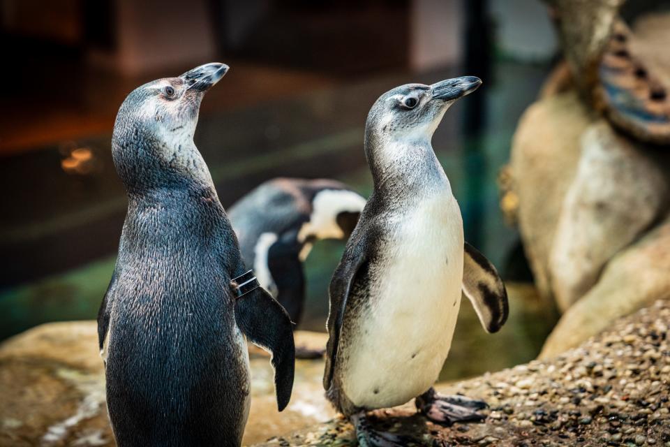 Baby African penguins at the California Academy of Sciences.