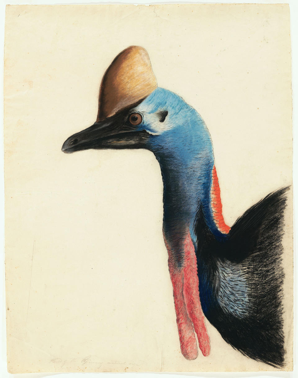 This 1812 image provided by the New-York Historical Society of the head of a Southern Cassowary is one of 474 bird watercolors by John James Audubon in the collection of the New-York Historical Society, which is mouting three exhibitions of all of its Audubon images over three years. The 474 watercolors include 435 that were engraved for Audubon's monumental "The Birds of America." It's considered the greatest book of printed engravings ever produced. The first group went on view March 8. (AP Photo/New-York Historical Society, John James Audubon)