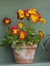 <p>Especially in a deep shade of red, pansies are a surprising but still perfectly festive floral for the holidays, whether grown indoors or out. Pansies can still thrive in cooler climates, according to <a href="https://www.almanac.com/plant/pansies" rel="nofollow noopener" target="_blank" data-ylk="slk:Almanac;elm:context_link;itc:0;sec:content-canvas" class="link ">Almanac</a>—they can even bounce back after a frost and extra cold weather. </p><p><a class="link " href="https://go.redirectingat.com?id=74968X1596630&url=https%3A%2F%2Fwww.gettyimages.com%2Fdetail%2Fphoto%2Feaston-walled-garden-royalty-free-image%2F523683260%3Fadppopup%3Dtrue&sref=https%3A%2F%2Fwww.housebeautiful.com%2Fentertaining%2Fholidays-celebrations%2Fg3993%2Fbest-christmas-plants%2F" rel="nofollow noopener" target="_blank" data-ylk="slk:SHOP NOW;elm:context_link;itc:0;sec:content-canvas">SHOP NOW</a> <strong><em>etsy.com</em></strong></p>