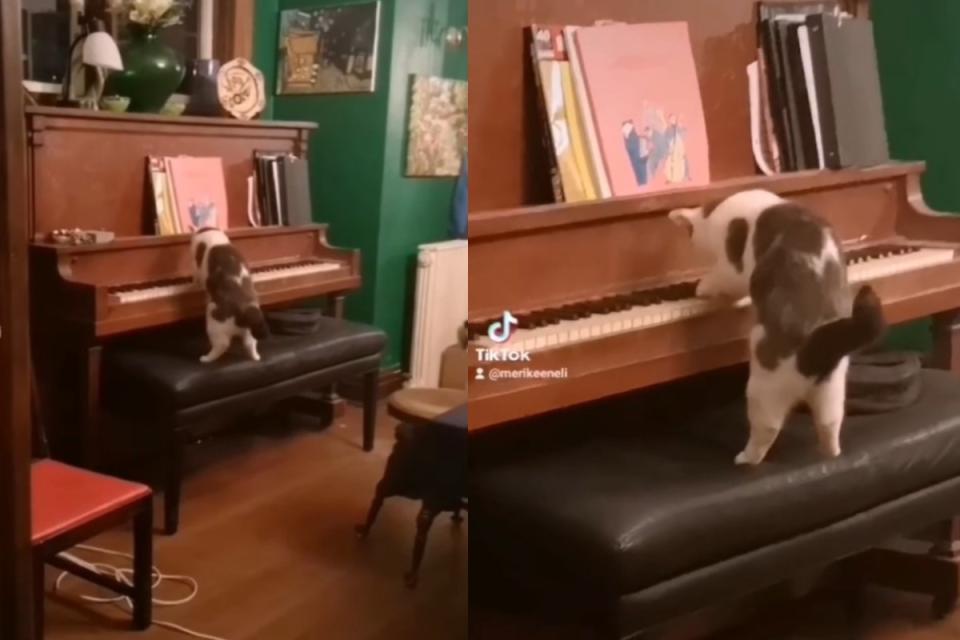 <p>國外一名女網友聽到琴聲，湊近一看竟是黑白貓正在「彈鋼琴」。（圖／tik tok ＠merikeeneli）</p>
