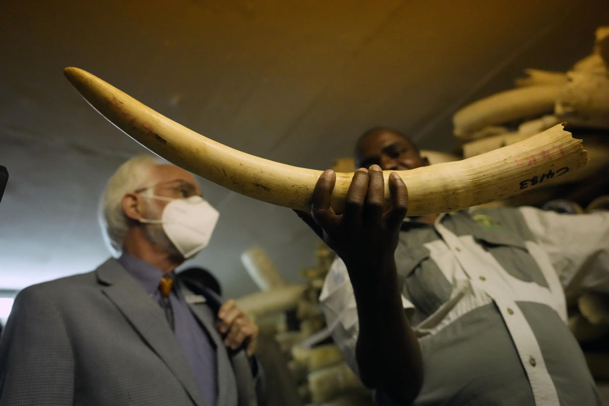 A Zimbabwe National Parks official holds an elephant tusk during a tour of the ivory stockpiles in Harare, Monday, May, 17, 2022. Zimbabwe is seeking international support to be allowed to sell half a billion dollars worth of ivory stockpile, describing the growth of its elephant population as “dangerous” amid dwindling resources for conservation. The Zimbabwe National Parks and Wildlife Management Authority on Monday took ambassadors from European Union countries through a tour of the stockpile to press for sales which are banned by CITES, the international body that monitors endangered species. (AP Photo/Tsvangirayi Mukwazhi)