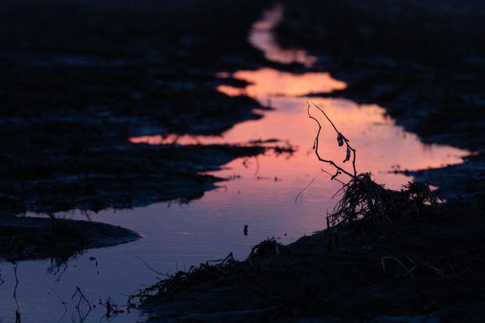 A strand of soybeans are silhouetted by a channel of water in a field in Jefferson County.