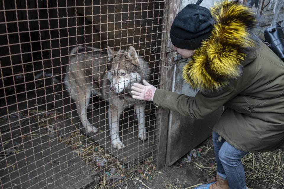 A volunteer visits one of the rescued dogs at the animal shelter in Odesa.