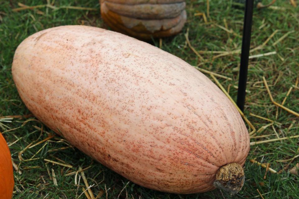 pink banana pumpkin squash variety of cucurbita maxima, with grass and other squashes in the background