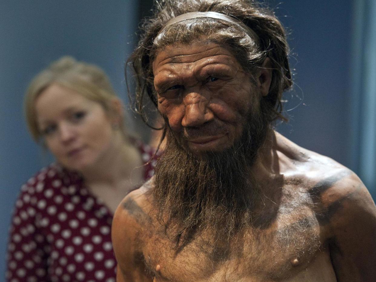 An employee of the Natural History Museum in London looks at model of a Neanderthal male in his twenties: PA