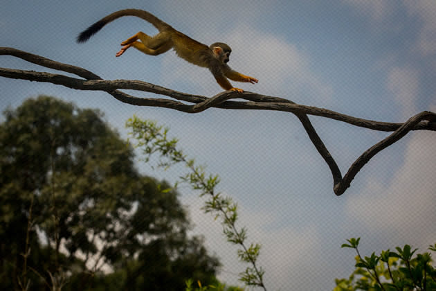 SINGAPORE - MARCH 25: A Squirrel Monkey bounds along a vine in the Squirrel Monkey Forest during a media tour ahead of the opening of River Safari at the Singapore Zoo on March 25, 2013 in Singapore. The River Safari is Wildlife Reserves Singapore's latest attraction. Set over 12 hectares, the park is Asia's first and only river-themed wildlife park and will showcase wildlife from eight iconic river systems of the world, including the Mekong River, Amazon River, the Congo River through to the Ganges and the Mississippi. The attraction is home to 150 plant species and over 300 animal species including 42 endangered species. River Safari will open to the public on April 3. (Photo by Chris McGrath/Getty Images)