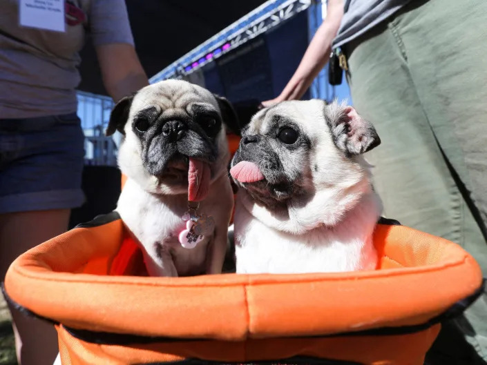 two pug dogs with tongues drooping out sit in an orange stroller between two humans