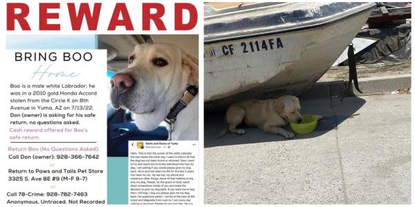 Podrían haber visto a Boo, perrito desaparecido en Arizona, en la colonia Pípila de Tijuana 