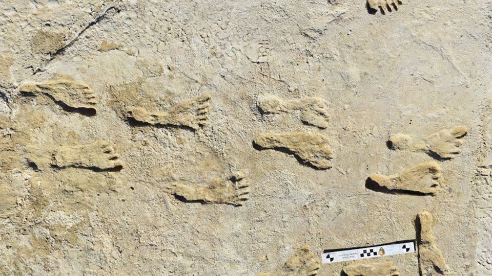 The fossilized footprints were made public in 2021 and date back between 21,000 and 23,000 years, according to new research that builds upon past evidence. - National Park Service