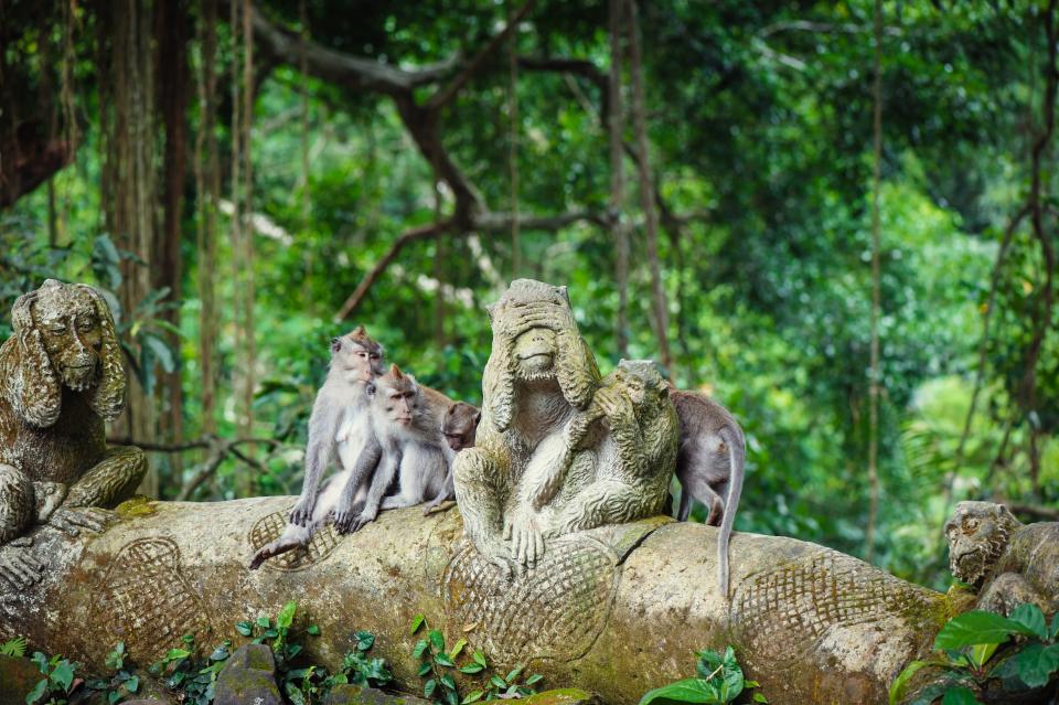 Ubud Monkey Forest