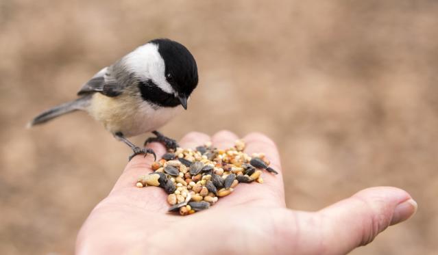 Des bols suspendus pour nourrir les oiseaux - Marie Claire