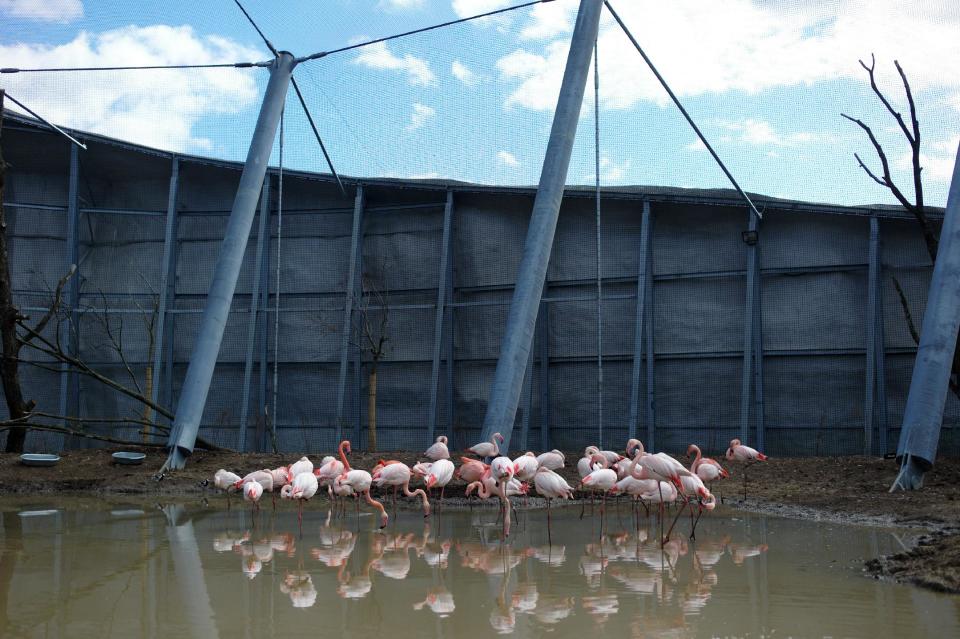 Pink flamingos gather in their enclosure, at the Vincennes Zoo, in Paris, Tuesday, April 8, 2014. Its gray, man-made mountain that might lure King Kong still protrudes over treetops, but nearly everything else has changed as Paris' best-known zoo prepares to re-open after a multi-year makeover. (AP Paris/ Thibault Camus)
