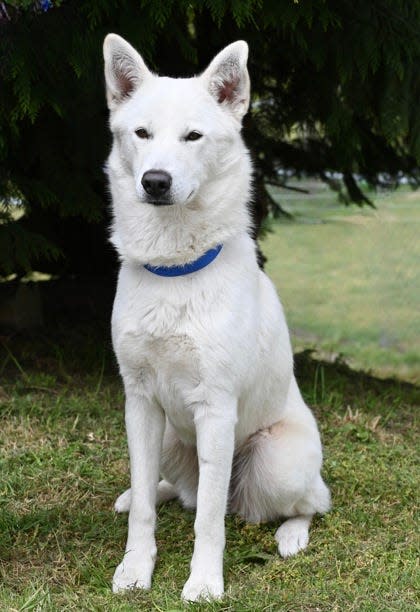 Paquita is a husky mix available for adoption at Oregon Coast Humane Society.