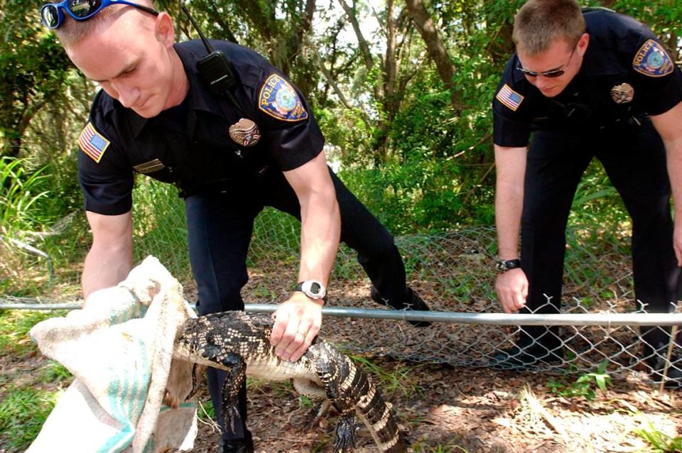 City of Bradenton police officers pull a 4-foot alligator out from under a fence after trapping the wayward gator at the Page Projects apartments in this 2003 file photo. 