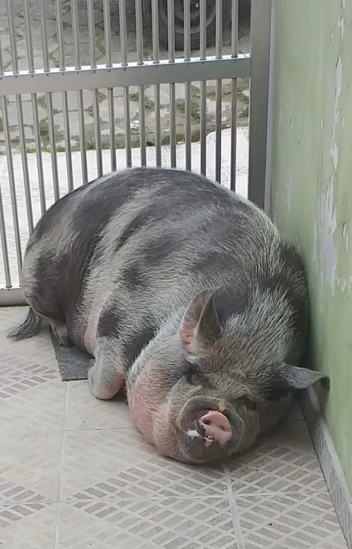 <p>Concretamente Lilica ha alcanzado los 1,5 metros de largo y pesa alrededor de 250 kilos. (Foto: Instagram/<a href=