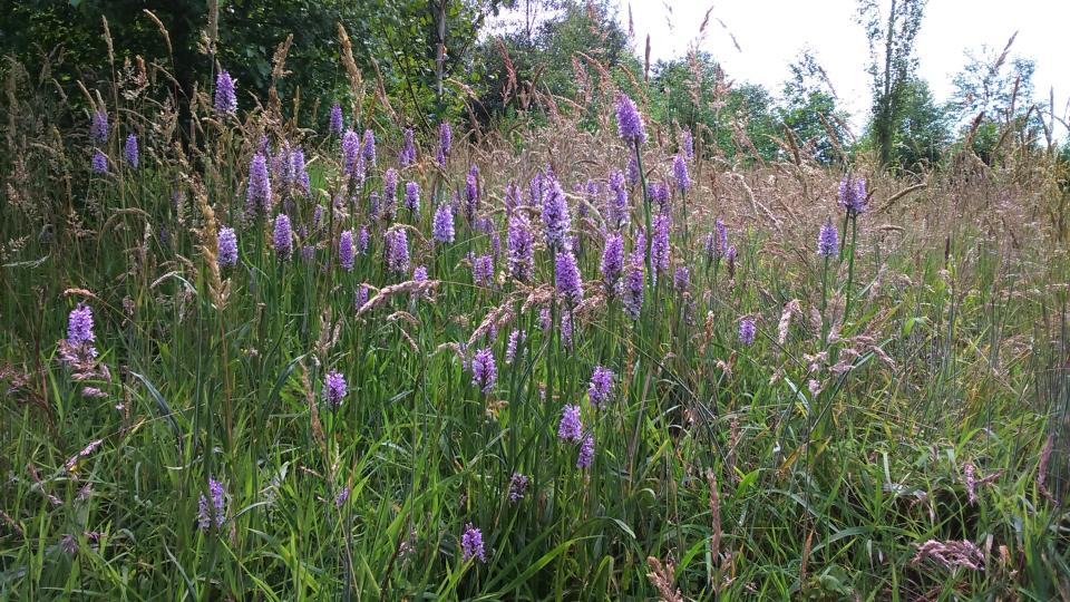 Wild orchids in Rotary Wood, Harrogate in 2017Neil Hind/Pinewoods Conservation Group