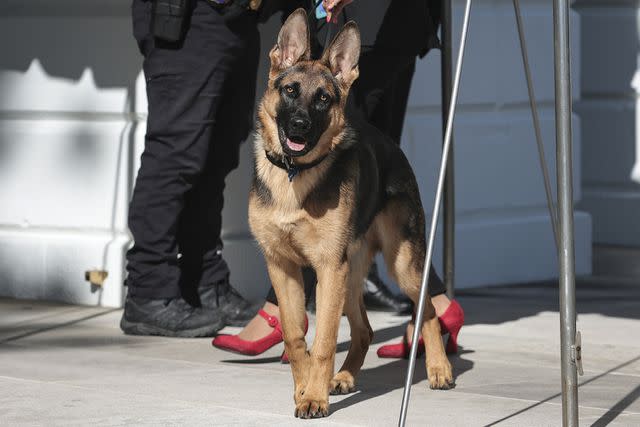 <p>Oliver Contreras/For The Washington Post via Getty Images</p> President Joe Biden's dog Commander in 2022