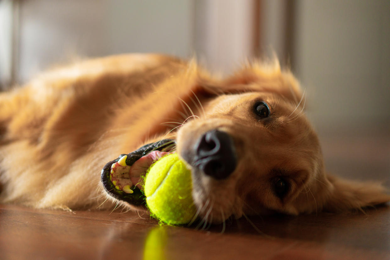 Tennisbälle sind ein beliebtes Spielzeug für Hunde. Leider sind sie dafür aber absolut ungeeignet. (Foto: Getty Images)