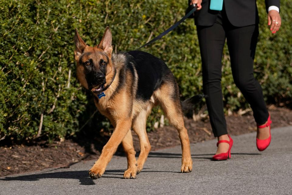 President Joe Biden and first lady Jill Biden's dog Commander, a purebred German shepherd, is walked before the president and first lady arrive on Marine One at the White House in Washington, Sunday, March 13, 2022. (AP Photo/Carolyn Kaster) ORG XMIT: DCCK107