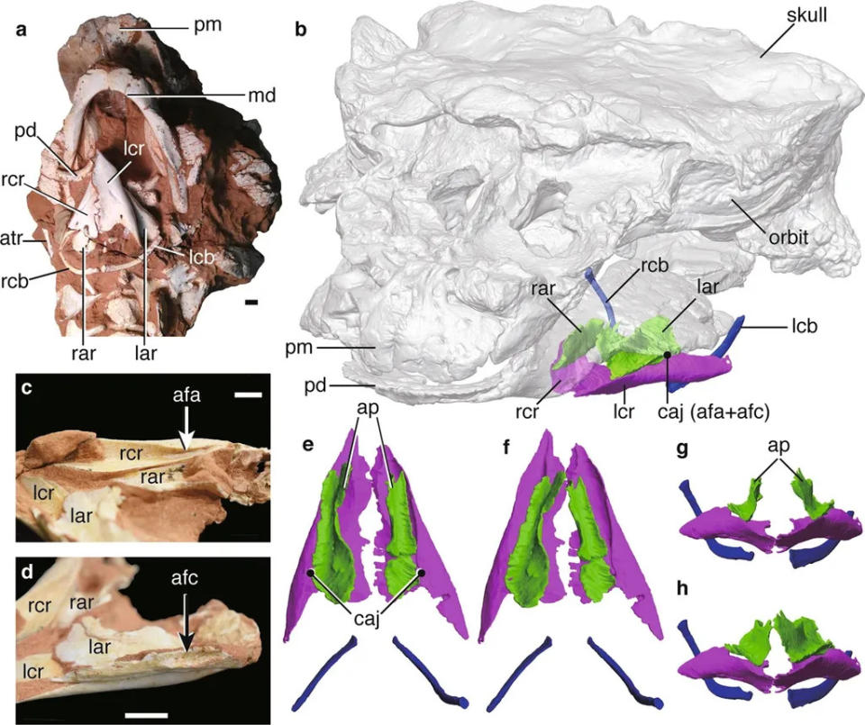 Laringe preservado do anquilossauro e posição em que ficava no crânio do animal (Imagem: Yoshida/Communications Biology)