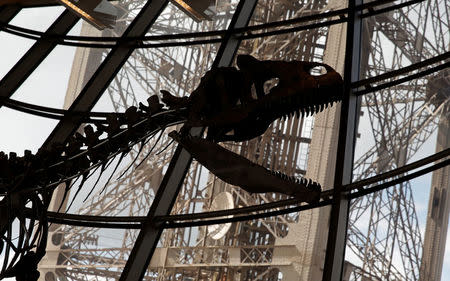 A dinosaur fossil is on display at the Eiffel tower, in Paris, France, June 2, 2018 ahead of its auction on Monday. REUTERS/Philippe Wojazer