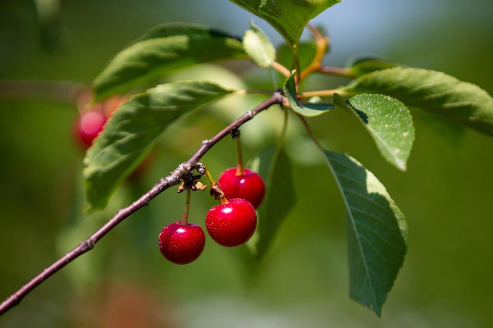 Tart cherries are ready for picking Wednesday, June 29, 2022, at Lehman's Orchards in Niles. Some cherries in southwestern Michigan were damaged by spring cold snaps so visitors should check before driving to their favorite orchard.