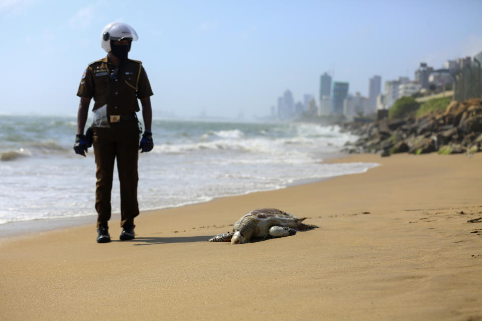 A Sri Lankan policeman looks at a dead turtle that washed ashore in Colombo, Sri Lanka, June 10, 2021. Carcasses of nearly a hundred turtles believed to have been killed due to heat and chemical poisoning from a fire-ravaged ship that sank off while transporting chemicals have been washed to Sri Lanka’s ashore in recent weeks, raising fears of a severe marine disaster. (AP Photo/ Krishan Kariyawasam)