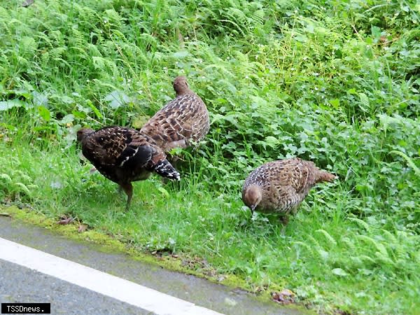 帝雉（亞成鳥）成群在園內路旁活動。（記者蘇旭羚翻攝）