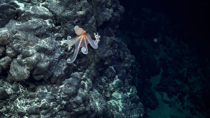 An octopus on an unexplored and unnamed seamount. Photo: ROV SuBastian / Schmidt Ocean Institute