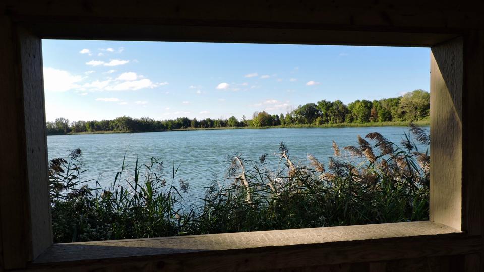 You can see most of Mehrhof Pond and its waterfowl from the blind.