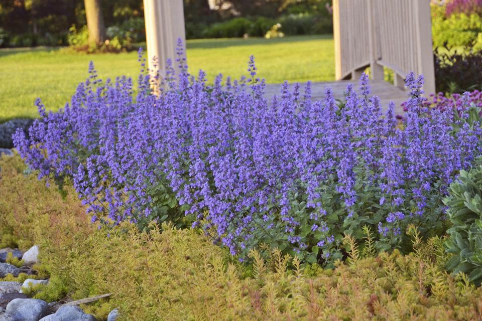 2) Catmint