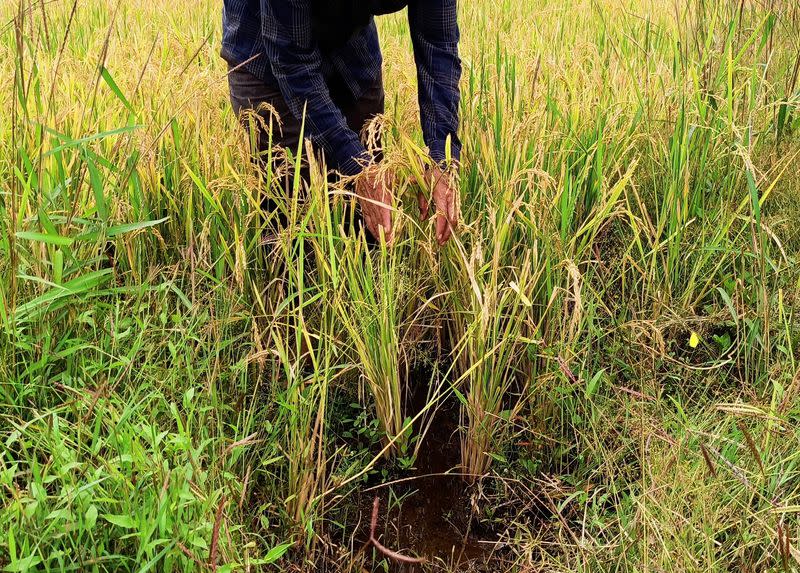 FILE PHOTO: Ibrahim Shaikh shows his rice plants that he says were damaged by excessive rains in his field at Kadadhe village