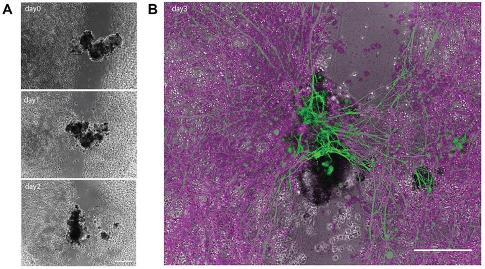 Microscopy images of a black spot merging two glass walls into three panels, and a green web closing a hole in a pink web.