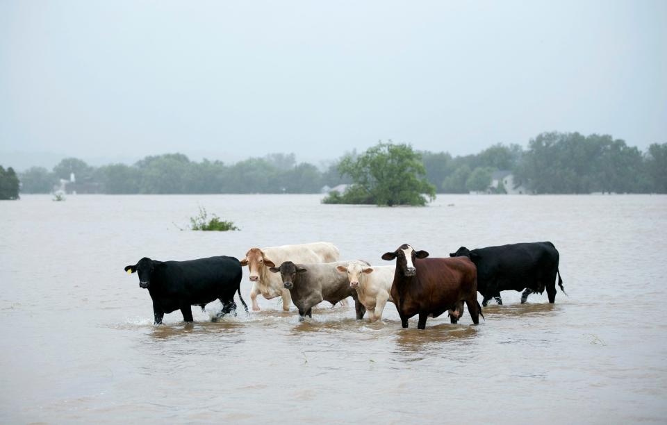 Cattle stranded in a flooded pasture in La Grange, Texas, after Hurricane Harvey in 2017. The storm drowned thousands of cattle in southeast Texas.