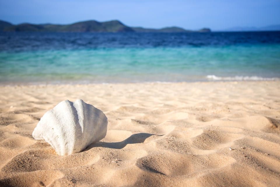 Weiße Muschel an einem Sandstrand.