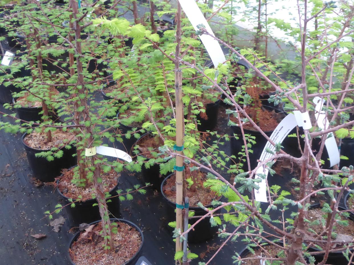 Dawn Redwood is a Secrest Select plant that will be offered, along with several rare cultivars, at Plant Discovery Day, Saturday, May 11, at Secrest Arboretum.