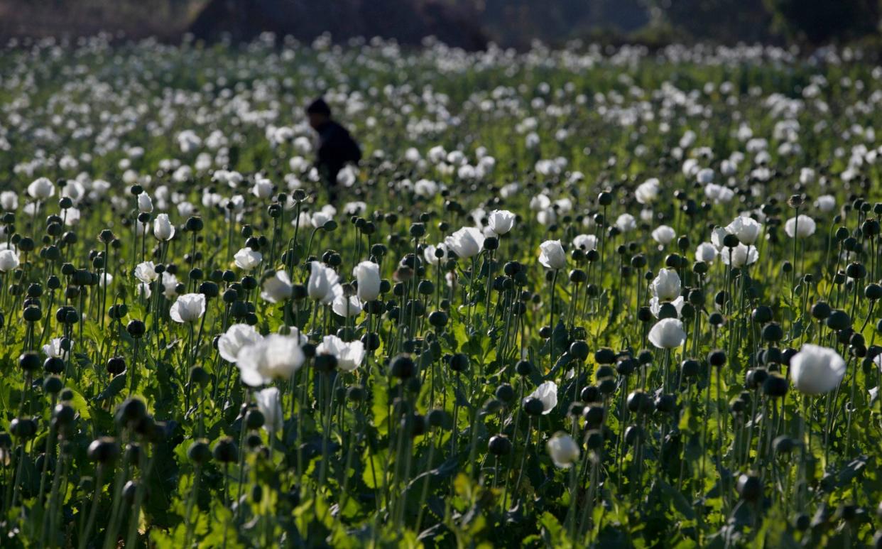 A villager walks in a flourishing poppy field at Nampatka village, Northern Shan State, Myanmar on Jan. 27 , 2014 - Gemunu Amarasinghe/AP