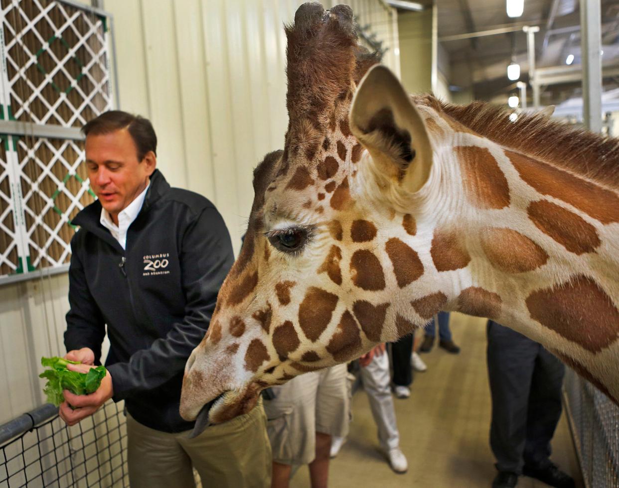 Former Columbus Zoo & Aquarium CEO and President Tom Stalf get a handful of romaine lettuce ready to feed to a 17-foot tall giraffe named Shaggy in the giraffe barn at the zoo in 2014. Stalf faces 30 criminal charges related to corruption during his time leading the zoo.