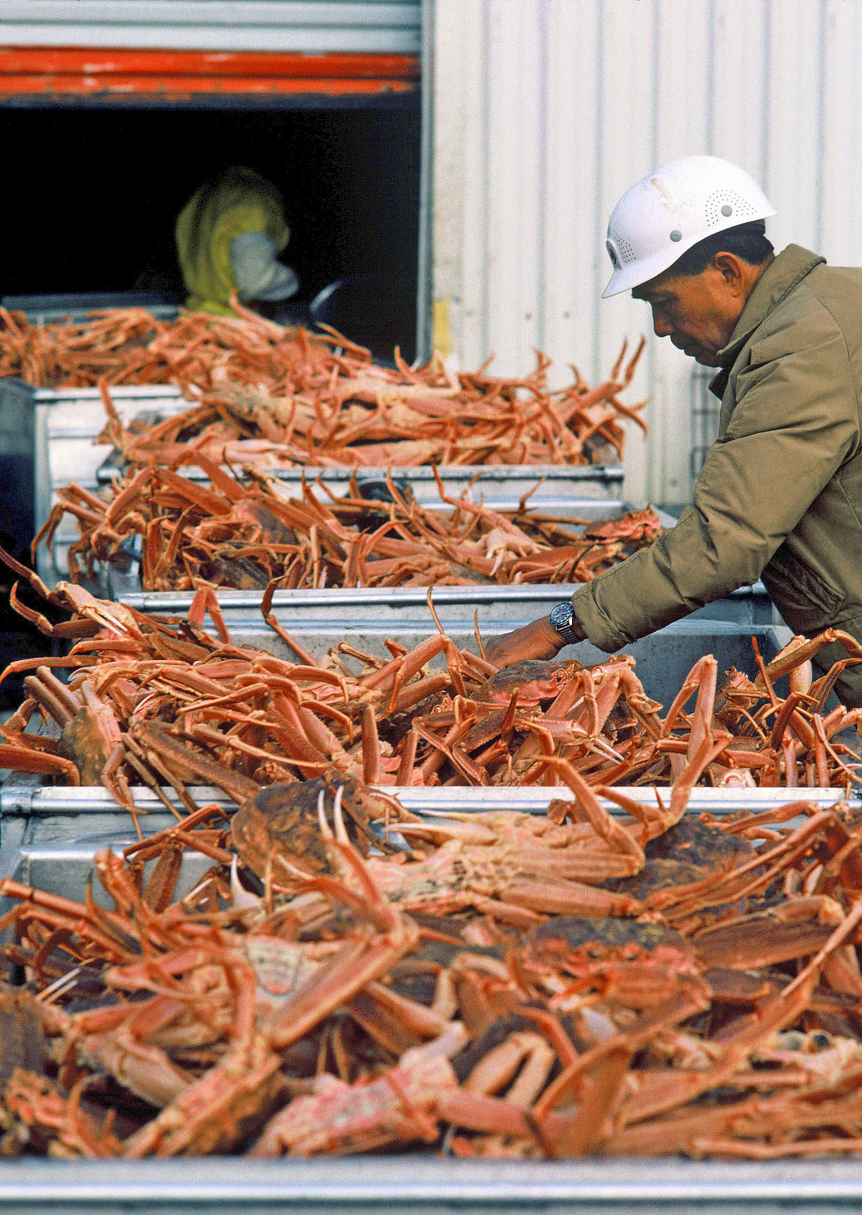 A man inspects snow crabs that are ready for processing at the fishery in Alaska (Jean-Erick Pasquier / Gamma-Rapho via Getty Images)