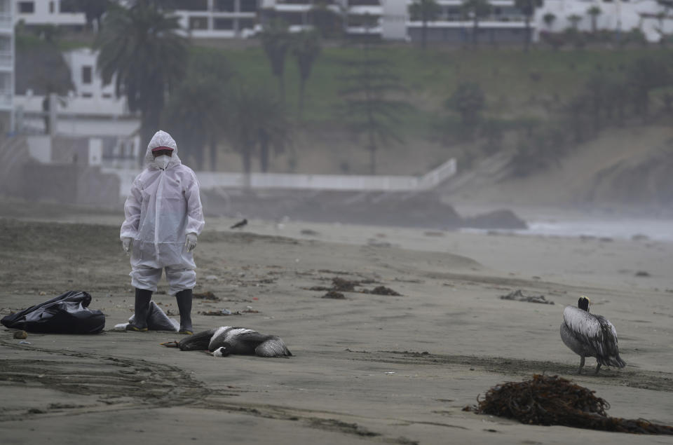 FILE - A municipal worker stands amid dead pelicans as a crew works to clear them from Santa Maria beach in Lima, Peru, Nov. 30, 2022, as thousands of birds died in November along the Pacific of Peru from bird flu, according to The National Forest and Wildlife Service (Serfor). A man in Chile is infected with a bird flu that has concerning mutations, according to a new lab analysis. But U.S. health officials said Friday, April 14, 2023, that the threat to people remains low. (AP Photo/Guadalupe Pardo, File)