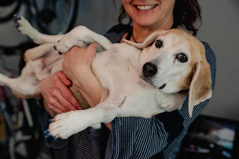 A person smiling while holding a relaxed beagle with blue-painted nails