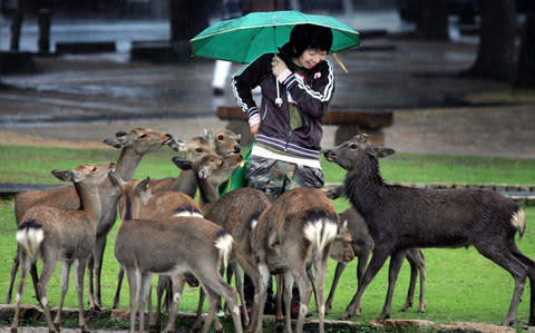 Hundreds of deer stray onto train tracks across Japan every year - Credit: AP