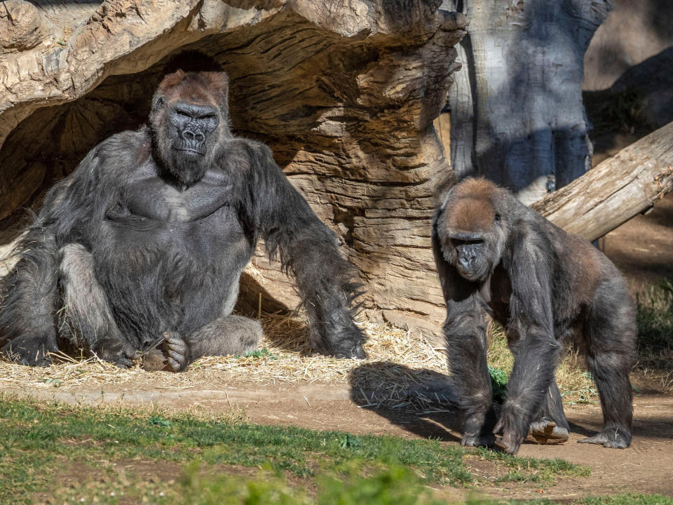 <p>The gorilla troop at the San Diego Zoo Safari Park in Escondido, California. </p> (AP)