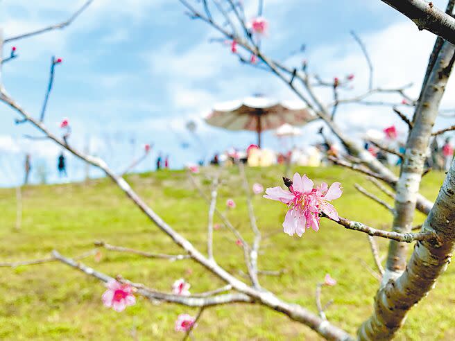 南投縣鹿谷鄉小半天石馬公園，以年開兩度的粉紅河津櫻，吸引大批遊客造訪，縣府斥資2000萬元重新綠美化既有環境並打造賞櫻步道親水舞台等嶄新遊憩設施。（曾雪蒨攝）