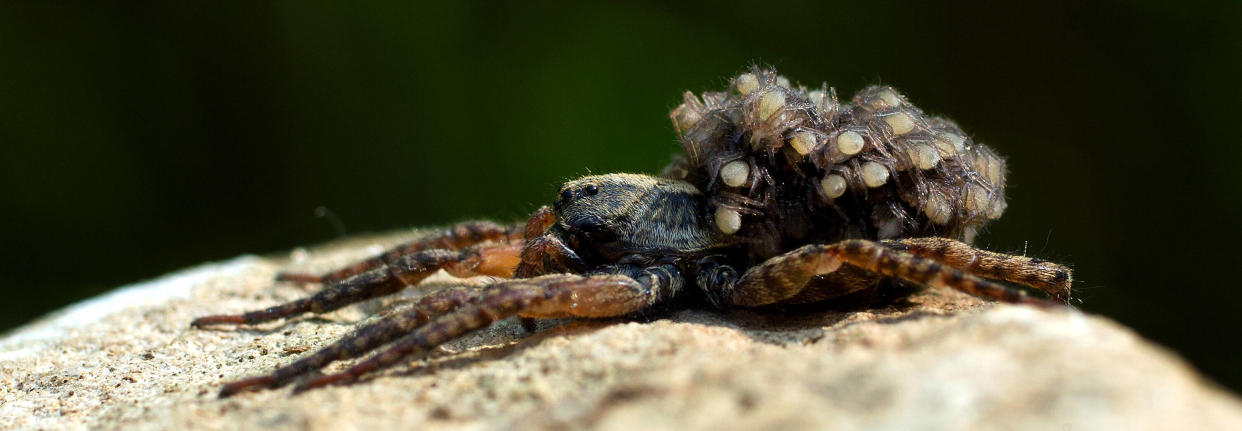 Image d’illustration, d’une araignée-loup avec des bébés sur le dos. 