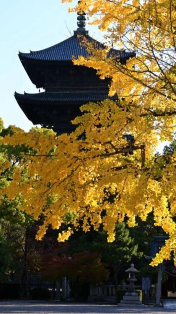 東寺為京都頗具代表性的名勝之一。（圖 /「京都市台灣推廣事務所提供」與「©︎MKメディア提供」）