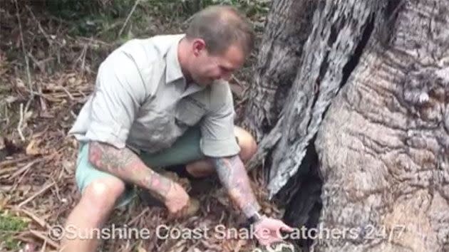 Sunshine Coast Snake Catchers 24/7 managed to remove the snake safely into a hollow tree. Photo: Facebook