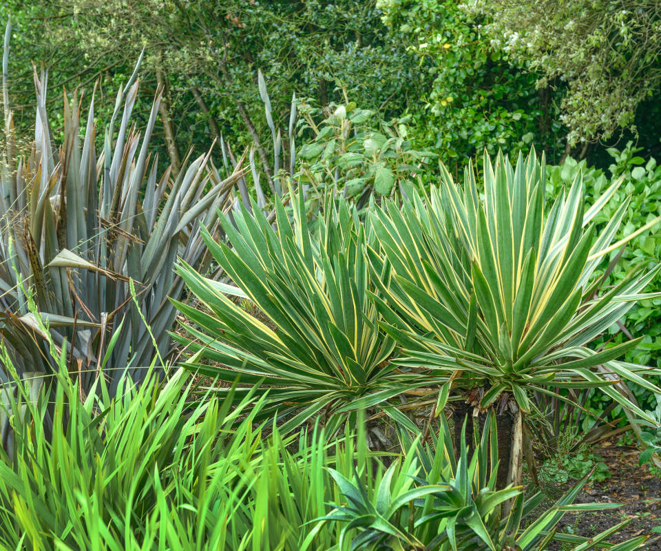 Yucca gloriosa