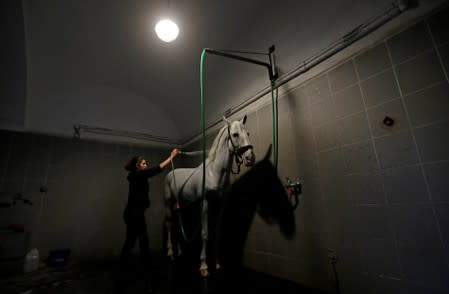 An employee of The National Stud Kladruby nad Labem showers a horse inside a stable in the town of Kladruby nad Labem