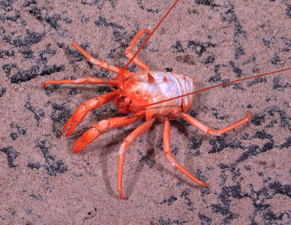 A squat lobster that's red and white crawls along the seafloor